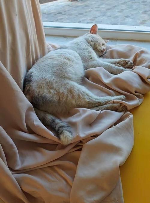 猫咪浑身瘫软,站不起来,猫突然站不起来?快找兽医! 猫咪浑身瘫软,站不起来,猫突然站不起来?快找兽医!