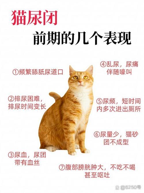 养的猫几天不叫怎么办,猫咪不叫怎么办? 养的猫几天不叫怎么办,猫咪不叫怎么办?