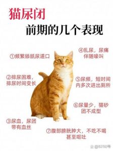 养的猫几天不叫怎么办，猫咪不叫怎么办？