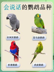十大会说话鹦鹉的排名，鹦鹉学人话超厉害！