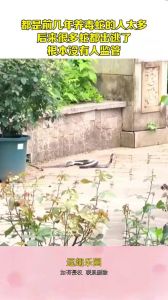 养蛇人数多吗，蛇村养蛇致富，蛇酒疗病引关注