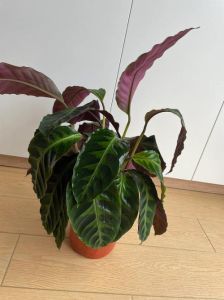 紫背天鹅绒叶子可以喂兔子吗，天鹅绒植物别喂兔子，兔子肠胃娇气，吃草更安全