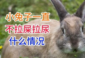 兔子的尿对人体的伤害，兔子尿液无害但需注意卫生防过敏