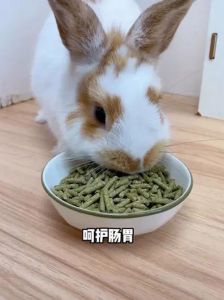 兔粮放在盆里面图片，雪球囤食天性足，多吃草备过冬