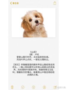 狗的文言文，狗的文化地位