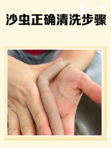 沙虫含碘量多吗，沙虫鲜美高蛋白，低脂滋补好选择！