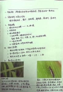 蚂蚱不能养的原因，别傻了！家养蚂蚱难活还伤命，还是让它们在野外蹦跶吧！