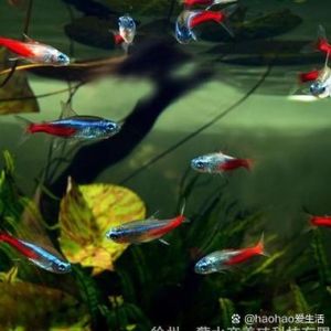 束带蛇温度多少合适，养束带蛇要注意温度，温度不对会生病，要细心