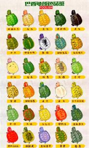 王八和乌龟属于同一家族，乌龟王八虽像但不同，看背甲头型就知晓
