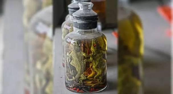 泡酒的蜥蜴图片,老照片忆蜥蜴,国家三有动物,保护环境别伤害 泡酒的蜥蜴图片,老照片忆蜥蜴,国家三有动物,保护环境别伤害