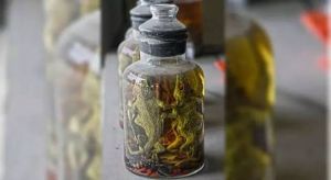 泡酒的蜥蜴图片，老照片忆蜥蜴，国家三有动物，保护环境别伤害