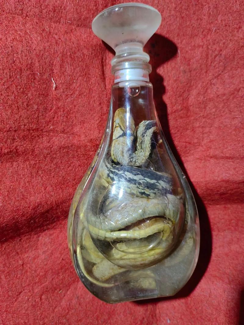 泡酒的蜥蜴图片,老照片忆蜥蜴,国家三有动物,保护环境别伤害 泡酒的蜥蜴图片,老照片忆蜥蜴,国家三有动物,保护环境别伤害