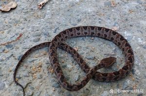 国内十大毒蛇，被咬正确急救方法