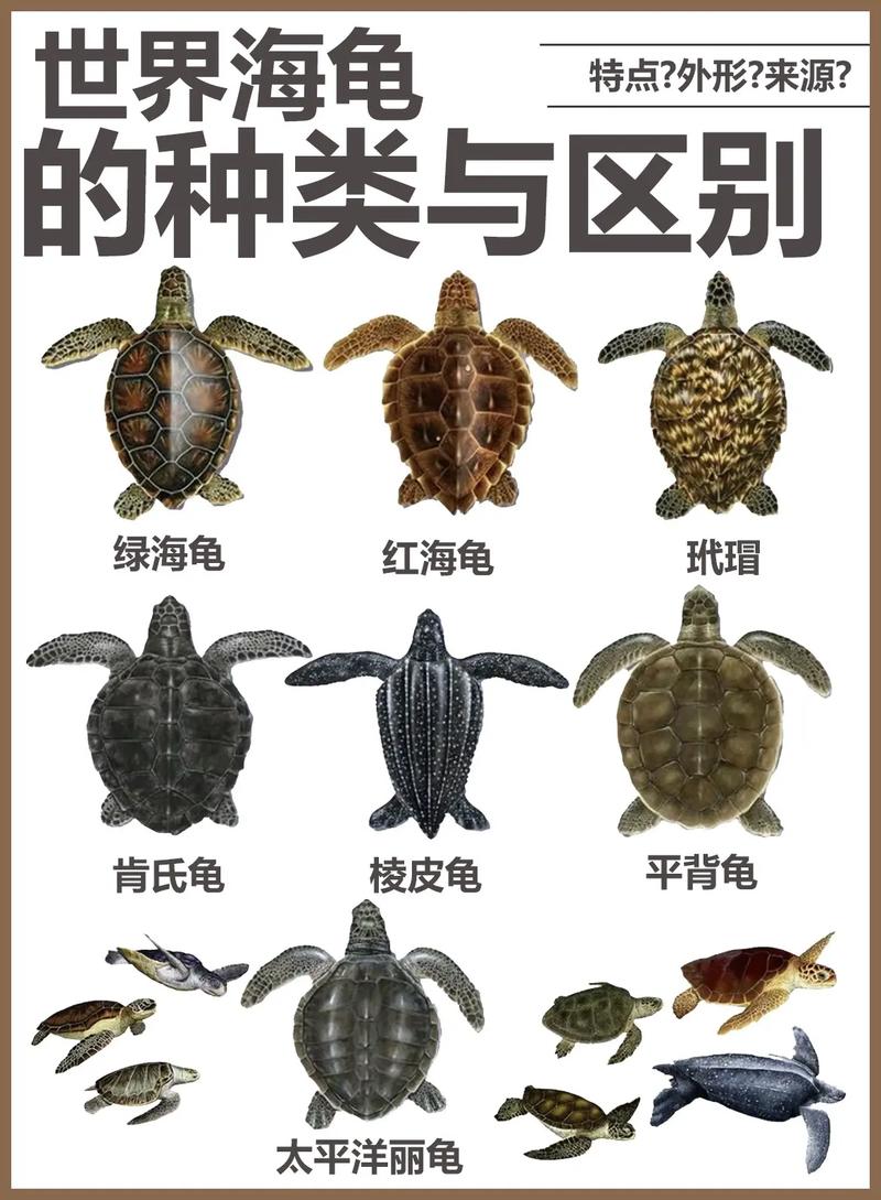 海龟每小时能游多少米,海龟不慢!有的能游35公里小时 海龟每小时能游多少米,海龟不慢!有的能游35公里小时
