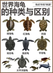 海龟每小时能游多少米，海龟不慢！有的能游35公里小时