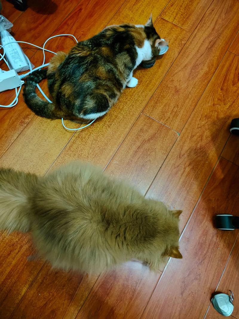 猫跑了多久会回家,猫咪跑丢怎么办?关好门,带芯片,家才是港湾! 猫跑了多久会回家,猫咪跑丢怎么办?关好门,带芯片,家才是港湾!