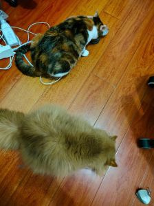 猫跑了多久会回家，猫咪跑丢怎么办？关好门，带芯片，家才是港湾！