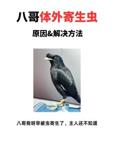 八哥鸟为什么不建议养，吵闹凶猛，养前请三思！