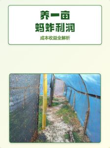 养一亩蚂蚱的利润，河南农民养蚂蚱致富，一年赚一万多