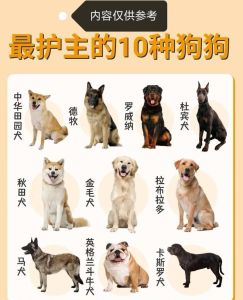 大型狗狗品种介绍，大型犬威风又忠诚，新手可选金毛拉布拉多