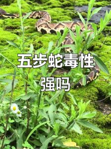 五步蛇蛇毒为何不值钱，五步蛇毒价低原因解析