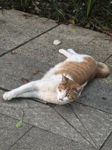 中国哪个大学允许养猫，北大流浪猫办身份证引关注，大学宠物管理新趋势
