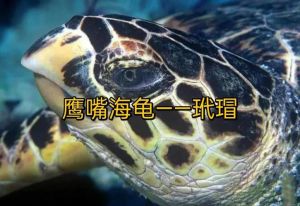 海龟为什么不属于两栖类，海龟是爬行动物，不是两栖动物