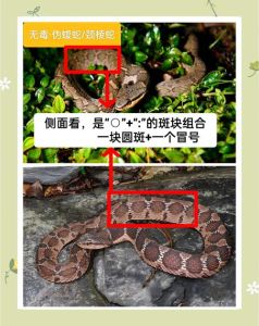蛇杂交品种大全，杂交蛇太神奇！生出超特别宝宝，好看又珍贵