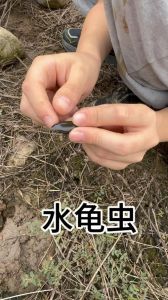 体形像乌龟一样的虫子，拍卖会上的昆虫土豪