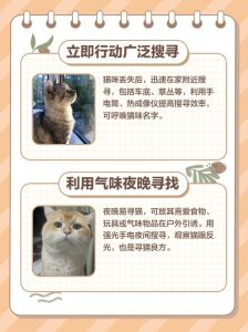 猫咪丢失后的处理方法，家猫失踪，速找！