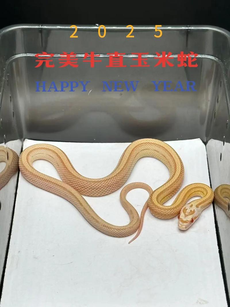 一只玉米蛇多少钱,价格几百到上万,养好需注意 一只玉米蛇多少钱,价格几百到上万,养好需注意