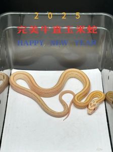 一只玉米蛇多少钱，价格几百到上万，养好需注意