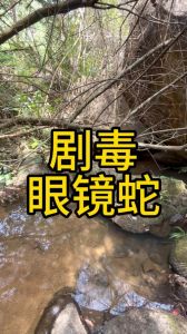 家里进眼镜蛇打死犯法不，眼镜蛇进家别打，保护动物，安全吓走