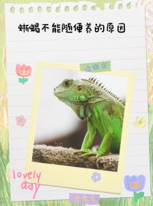 草原巨蜥为什么不能随便养，草原巨蜥养家需慎重，违法风险大
