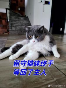 猫出门了会自己回家吗，家猫能否自己回家？