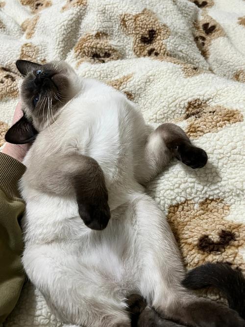 猫爬床上对身体有害吗，养猫温馨有风险，注意健康与沟通
