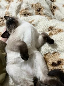 猫爬床上对身体有害吗，养猫温馨有风险，注意健康与沟通
