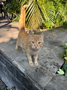 黄猫上门最忌讳三个原因，黄猫吉凶？民间说法大解析
