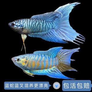 斗鱼混养最忌三种鱼，养鱼混养有讲究，别把打架鱼放一起