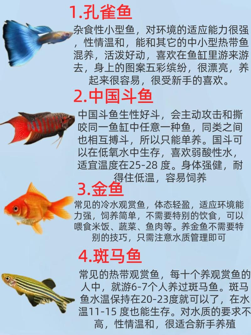 家里养10条鱼好吗，数量吉利大小宜，性格选对勤管理