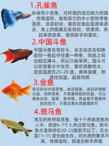 家里养10条鱼好吗，数量吉利大小宜，性格选对勤管理