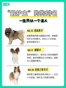 护主人最忠诚的狗排名，你家主子上榜没？