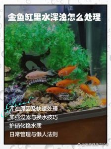 养金鱼水浑浊如何解决，鱼水浑？5招速解，告别频繁换水