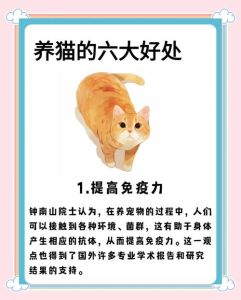 大学能不能养猫，大学生宿舍养猫，需谨慎考虑责任