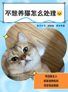 家养猫不想养了怎么处理，养猫责任大，别冲动，领养代替购买