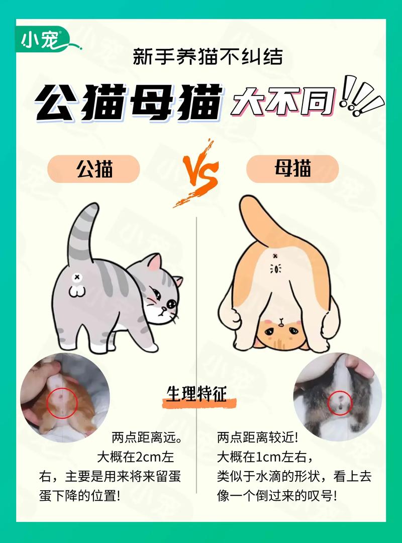 公猫最多几天不回家，公猫离家出走怎么办？如何找回走失的爱猫？