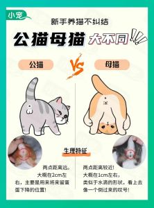 公猫最多几天不回家，公猫离家出走怎么办？如何找回走失的爱猫？