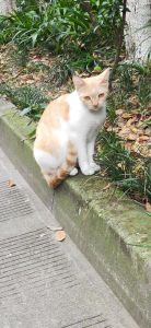 小猫跟着人走来走去，猫咪总跟着人？黏人说明它喜欢你！