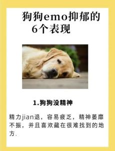 不小心压死一只狗心理负担很大，开车压死狗怎么办？缓解自责与处理后续