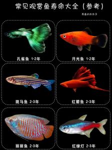 十大寿命最长的观赏鱼，好主人+好环境